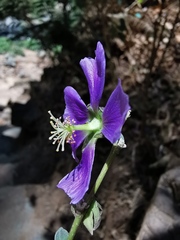 Robinsonella cordata