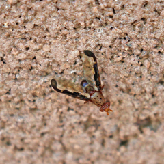 Diacrita