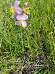 Rhexia mariana mariana