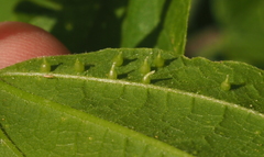 Celticecis spiniformis