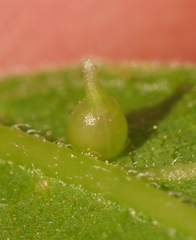 Celticecis spiniformis