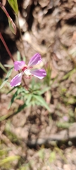 Clarkia delicata