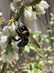 Xylocopa virginica
