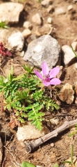 Erodium cicutarium