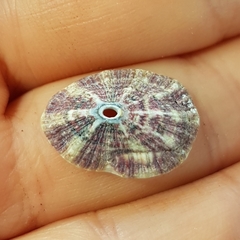 Fissurella asperella