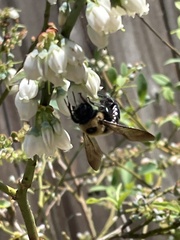 Xylocopa virginica