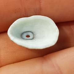 Fissurella asperella