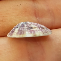 Fissurella asperella