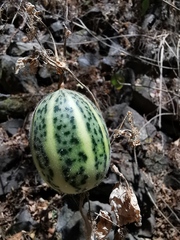 Polyclathra cucumerina