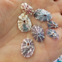 Fissurella microtrema