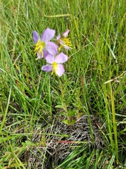Rhexia mariana mariana