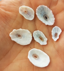 Fissurella microtrema