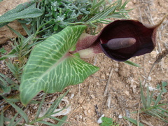 Arum pictum