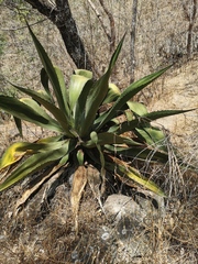 Agave inaequidens