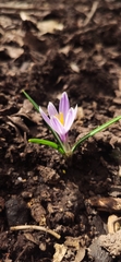 Crocus siculus