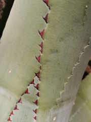 Agave inaequidens