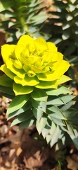 Euphorbia rigida
