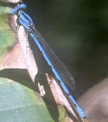 Argia fissa