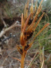 Aciphylla traillii