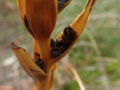 Aciphylla traillii