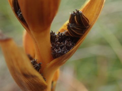 Aciphylla traillii
