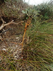 Aciphylla traillii