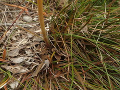 Aciphylla traillii