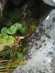 Cardamine megalantha