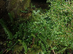 Cardamine megalantha