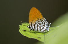 Drupadia ravindra moorei
