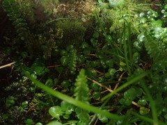 Cardamine megalantha