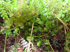 Cardamine megalantha