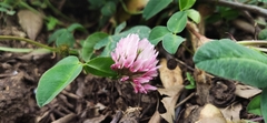 Trifolium bivonae