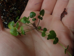 Cardamine megalantha