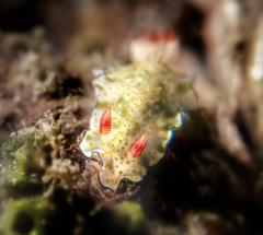 Hypselodoris bollandi