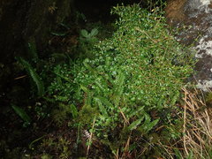 Cardamine megalantha