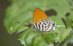 Drupadia ravindra moorei