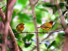 Setophaga petechia aequatorialis