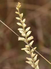 Image of Aletris bracteata