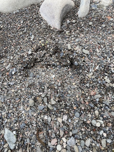 iNaturalist observation photo of American Black Bear