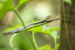 Dendrelaphis haasi