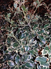 Osmanthus heterophyllus
