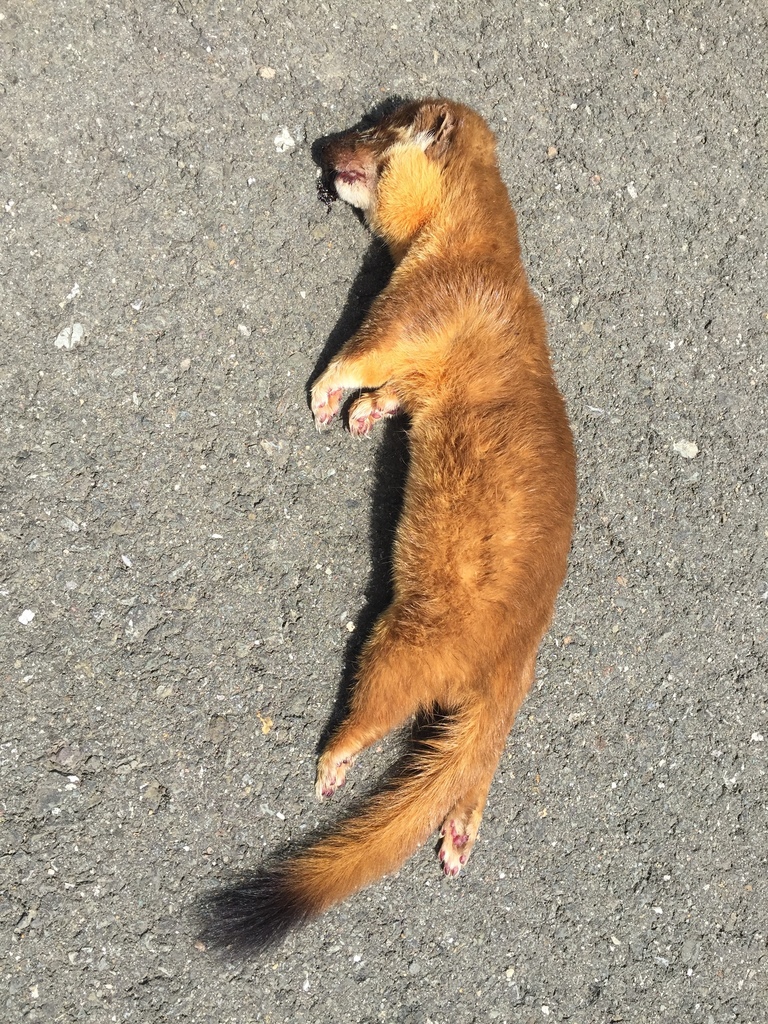 Long-tailed Weasel from 5418–5598 Novato Blvd, Novato, CA, US on May 26 ...