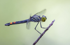 Agrionoptera sexlineata