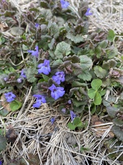 Glechoma hederacea