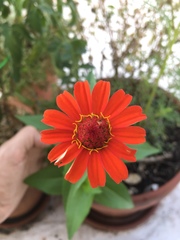 Zinnia elegans
