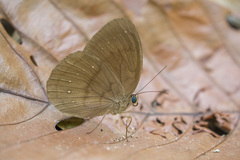 Faunis canens arcesilas