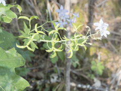 Delphinium gracilentum