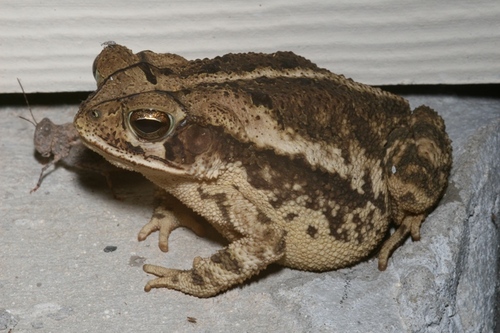 Gulf Coast Toad, photo 8 of 10
