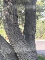 Melanerpes uropygialis